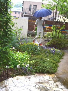 雨の庭